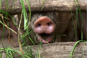 В США выпущено предписание по обработке свинины против трихинеллы