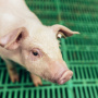 Саратовская область: после вспышки АЧС уничтожено более 7000 свиней