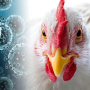 ФАО призывает принять срочные меры для борьбы с гриппом птиц