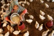 Запрет на мясо в Мумбаи сильно ударит по птицеводам региона