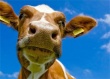 В Амурскую область привезут коров из США