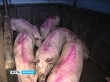 Воронежская область: Из заражённого АЧС хозяйства пытались вывезти свиней 