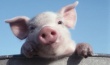 В Алтайском крае предприятия промышленного свиноводства увеличили производственные показатели