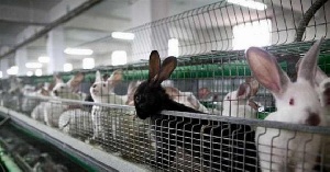 На среднеахтубинской ферме разводят кроликов по европейскому образцу