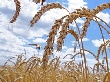 В России уже собрали 17 млн. тонн зерновых?