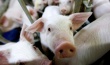 Биржевые цены на свинину рухнули на 25% из-за российского эмбарго