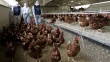 Вирус птичьего гриппа выявлен в Японии, будут уничтожены 73 тыс кур