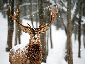 Томская облдума разрешила промысловую охоту на лося, медведя, северного оленя