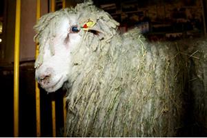 Кубанские животные заняли первое место на выставке овец в Элисте