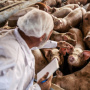 Свиноводов Британии предупредили, что чума свиней «опустошит» сектор