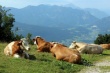 Австрия заинтересовалась поставками крупного рогатого скота в Россию