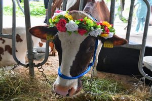 В субботу на орловском ипподроме прошла ежегодная областная выставка племенных животных