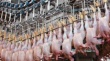 В Украине дорожает мясо птицы из-за девальвации гривны