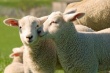 Победители Всероссийской выставки племенных овец подарили волгоградскому вузу животных