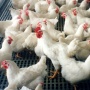 В Акмолинской области развивают мясное направление птицеводства