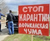 Свиная чума захватывает регионы