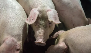 «Золотой теленок» не смог отдать долги Свиноферму в Лабинске выставили на торги за 185 млн рублей