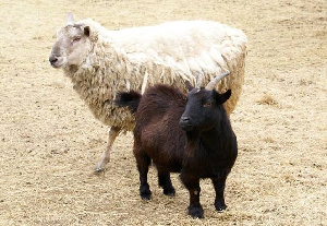 В Карачаево-Черкесии почти на 10% выросло поголовье овец и коз