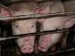 "Черкизово" приостановит новые проекты в сегменте свинины из-за вступления РФ в ВТО