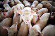 Главный ветеринар Ставрополья: Усиление контроля увеличит краевое поголовье свиней