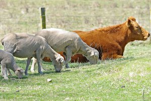 Новая Зеландия отказалась продать животноводческую ферму китайской компании
