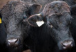 Доля российской говядины от КРС мясных и помесных пород увеличилась до 17%