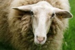 Поголовье армянских овец сократилось, большая часть была реализована в Иране