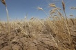  Фермеры Восточной Сибири подсчитывают убытки от сильной засухи 