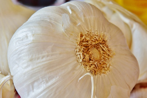 «Мираторг» начал выращивать чеснок