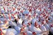 Конференция "Индейководство в России – будущее за качественным продуктом"