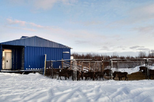 НА ЯМАЛЕ ЗАПУЩЕН НОВЫЙ УБОЙНЫЙ КОМПЛЕКС ПО ЗАГОТОВКЕ ОЛЕНИНЫ