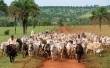 Обзор бразильской мясной индустрии