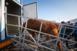  Массовый забой омских коров чиновники назвали «плановым» 