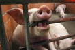 В бедах свиноводов виновато перепроизводство, а не ВТО