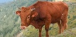Томские ученые изобрели кормовую добавку для профилактики йодной недостаточности у коров