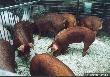 Две тысячи породистых поросят подрастают в свинокомплексе Великолукского мясокомбината