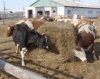 Производство молока, яиц и мяса увеличивается на Камчатке