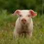 Свиноводческая отрасль ЕС столкнется с кошмаром, если Китай ограничит импорт