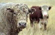 Мясо для гурманов. Воронежскую область обеспечат мраморной говядиной