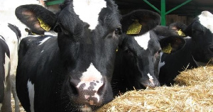 «Заречное» вновь переносит сроки проекта по выпуску мраморной говядины эконом-класса