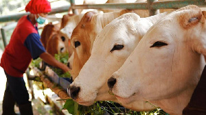 В Костанайской области ведется строительство крупного мясокомбината мощностью переработки 110 тыс. голов КРС в год