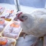 Импорт куриного мяса в Россию в феврале 2011 года существенно снизился