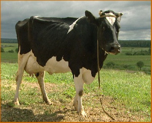 Лептоспироз нашли у стада коров в Ростовской области