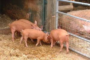 В Адыгее увеличивают производство свинины
