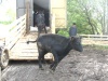 В Новгородскую область привезли из Австралии тысячу голов крупного рогатого скота