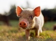 Перспективы свиноводческого сектора на вторую половину 2013 года