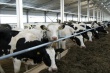 В Краснодарском крае завершено строительство мясомолочного комплекса стоимостью 2,5 млрд руб. 