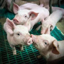 Рязанское правительство продало свинокомплекс за 860 миллионов