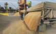Государство берет под контроль торговлю зерном. К исполнению майского указа подключат иностранные компании