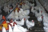 На Первоуральской птицефабрике сменился руководитель